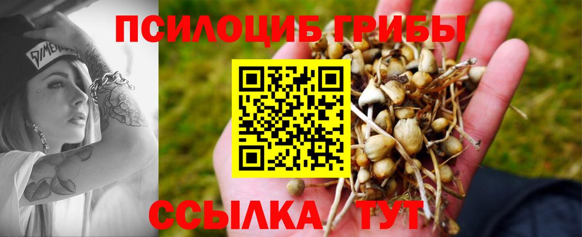 Сызрань  Галлюциногенные грибы Cubensis  Вход с VPN 